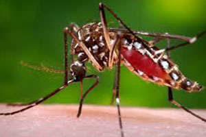 mosquito